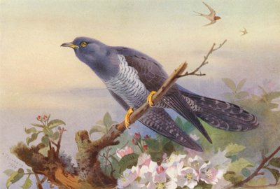  av Archibald Thorburn
