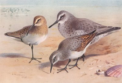 Storspove (umoden, høst), Knute (vinter), Myrsnipe (vinter) (fargelitografi) av Archibald Thorburn