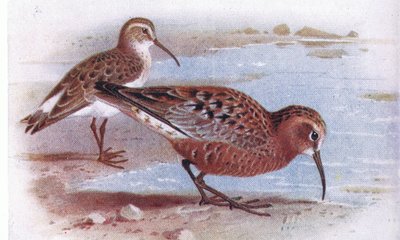 Curlew Sandpiper, fra Birds of the British Isles and Their Eggs utgitt av Frederick Warne & Co Ltd, 1958 av Archibald Thorburn