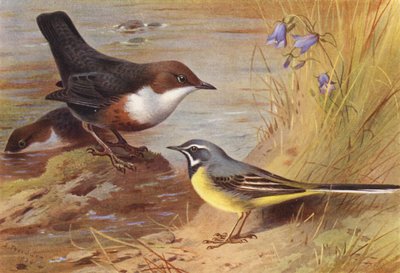 Vandspurv, grå linerle (fargelitografi) av Archibald Thorburn