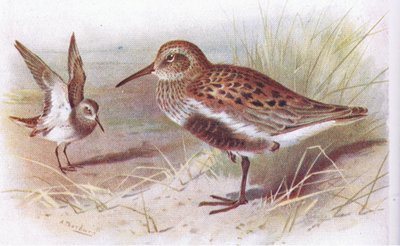Dunlin (sommer og vinter), fra Birds of the British Isles and Their Eggs utgitt av Frederick Warne & Co Ltd, 1958 av Archibald Thorburn