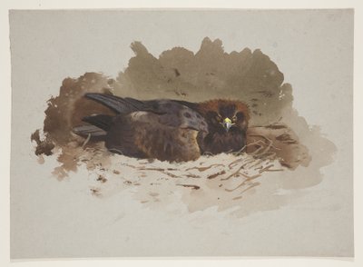 Ørn på rede, ca. 1915 (akvarell og kroppsfarge over blyant på papir) av Archibald Thorburn