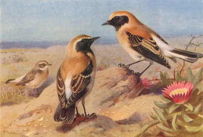 Østlig steinskvett (hun), svartstrupe-steinskvett, ørkensteinskvett (fargelitografi) av Archibald Thorburn