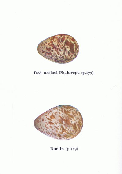 Egg: Red Necked Phalarope and Dunlin, fra Birds of the British Isles and Their Eggs utgitt av Frederick Warne & Co Ltd, 1958 av Archibald Thorburn