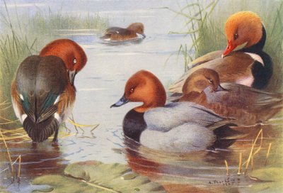  av Archibald Thorburn