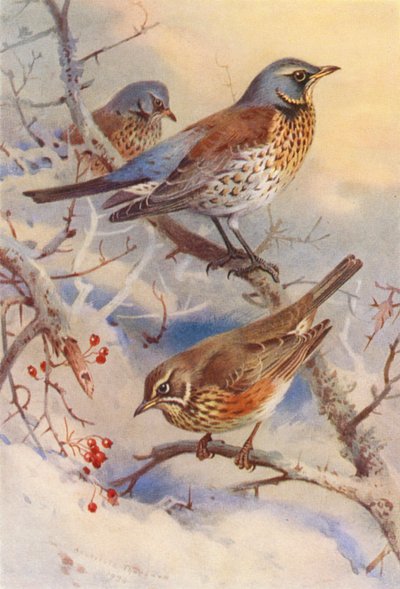  av Archibald Thorburn