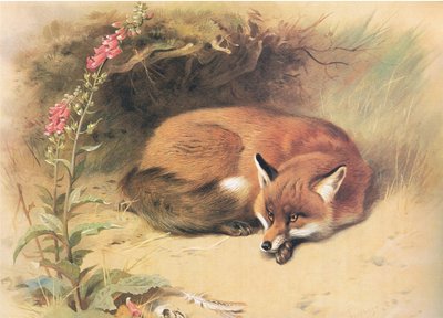 Fox with Foxgloves, fra Thorburns Mammals utgitt av Longmans and Co, ca. 1920 av Archibald Thorburn