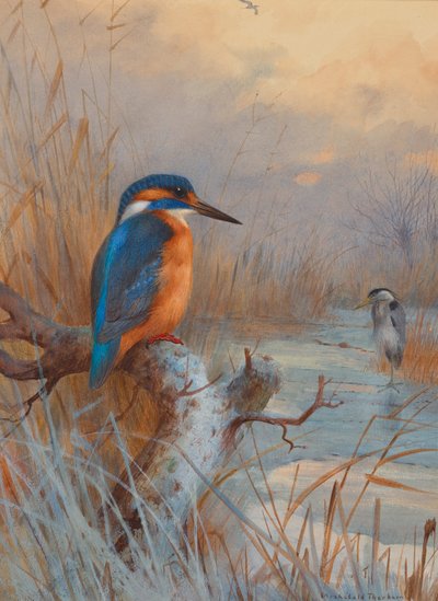 Frosset ut - Fiskere: Isfugl og hegre i et vinterlandskap av Archibald Thorburn