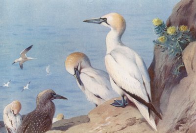  av Archibald Thorburn