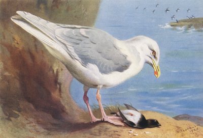  av Archibald Thorburn