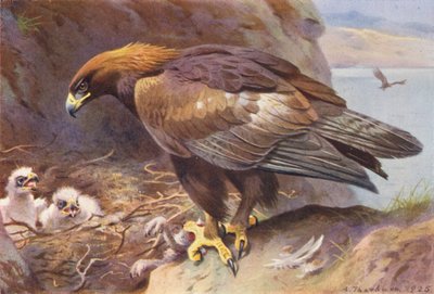  av Archibald Thorburn