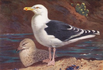  av Archibald Thorburn