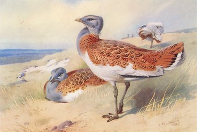  av Archibald Thorburn