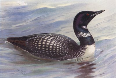  av Archibald Thorburn