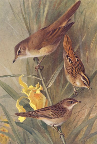  av Archibald Thorburn