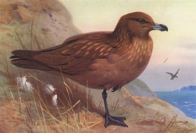Storjo (fargelitografi) av Archibald Thorburn