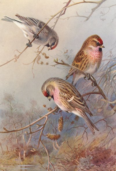  av Archibald Thorburn