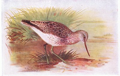 Greenshank, fra Birds of the British Isles and Their Eggs utgitt av Frederick Warne & Co Ltd, 1958 av Archibald Thorburn