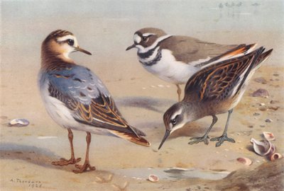  av Archibald Thorburn