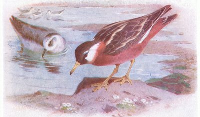 Grey Phalarope (sommer og høst), fra Birds of the British Isles and Their Eggs utgitt av Frederick Warne & Co Ltd, 1958 av Archibald Thorburn