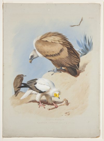 Griffin gribb og egyptisk gribb, ca. 1915 (akvarell og kroppsfarge over blyant på papir) av Archibald Thorburn