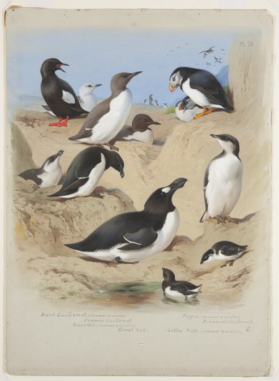 Lomvi, alk, lunde og alkefugl, ca. 1915 (akvarell og kroppsfarge med gummi arabicum over blyant om bord) av Archibald Thorburn