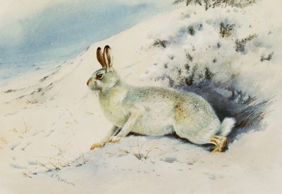 Hare av Archibald Thorburn