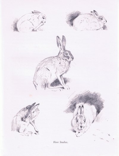 Harestudier, 1938 av Archibald Thorburn