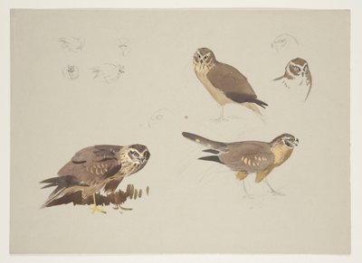 Harrier og ruff, ca. 1915 (akvarell og kroppsfarge over blyant på papir) av Archibald Thorburn