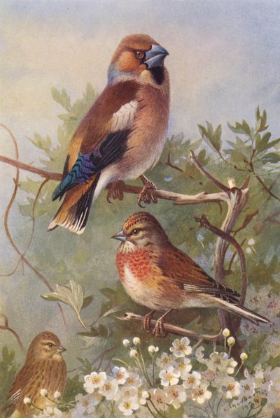  av Archibald Thorburn