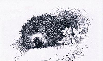 Hedgehog, Nature in Britain utgitt av Collins, 1946 av Archibald Thorburn