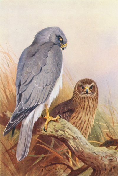 Høne-Harrier (fargelitografi) av Archibald Thorburn
