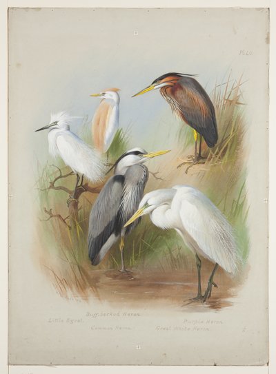 Hegre og egret, ca. 1915 (akvarell og kroppsfarge over blyant om bord) av Archibald Thorburn