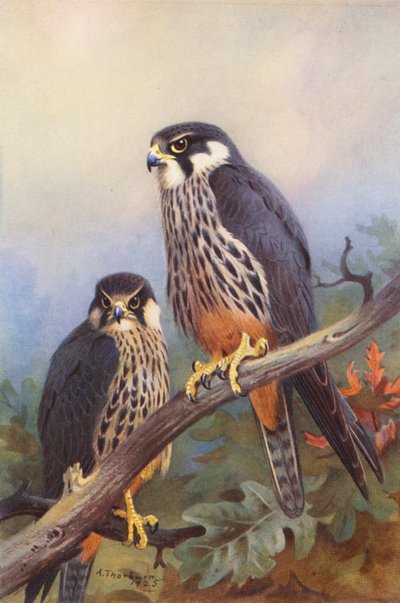  av Archibald Thorburn