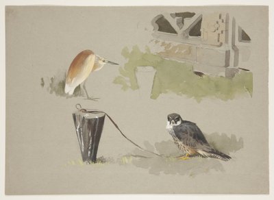 Hobbyhann tjoret og squarro hegre, ca. 1915 (akvarell og kroppsfarge over blyant på papir) av Archibald Thorburn