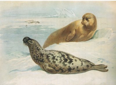 Hooded Seal and Bearded Seal, fra Thorburns Mammals utgitt av Longmans and Co, ca. 1920 av Archibald Thorburn