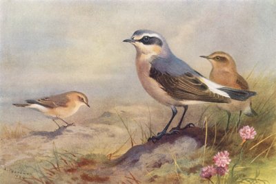  av Archibald Thorburn