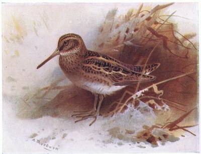 Jack Snipe, fra Birds of the British Isles and Their Eggs utgitt av Frederick Warne & Co Ltd, 1958 av Archibald Thorburn