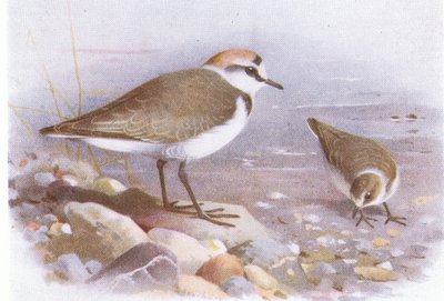 Kentish Plover, fra Birds of the British Isles and Their Eggs utgitt av Frederick Warne & Co Ltd, 1958 av Archibald Thorburn