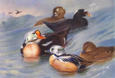  av Archibald Thorburn