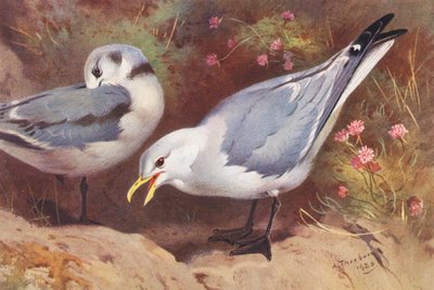  av Archibald Thorburn