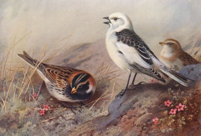  av Archibald Thorburn