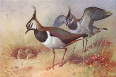 Vipe (hann og hunn) (fargelitografi) av Archibald Thorburn