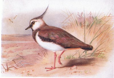 Lapwing, fra Birds of the British Isles and Their Eggs utgitt av Frederick Warne & Co Ltd, 1958 av Archibald Thorburn