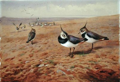 Vipper på plogen av Archibald Thorburn