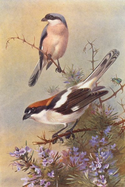  av Archibald Thorburn