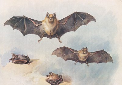 Lesser Horseshoe Bat and Greater Horseshoe Bat, fra Thorburns Mammals utgitt av Longmans and Co, ca. 1920 av Archibald Thorburn