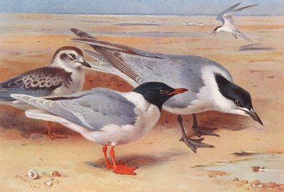  av Archibald Thorburn
