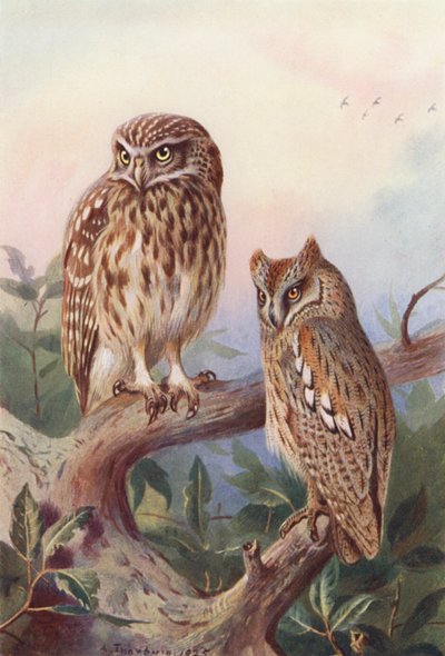  av Archibald Thorburn