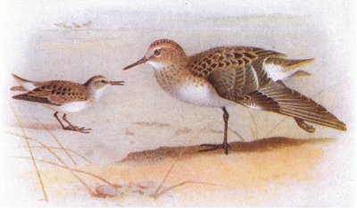 Little Stint, fra Birds of the British Isles and Their Eggs utgitt av Frederick Warne & Co Ltd, 1958 av Archibald Thorburn